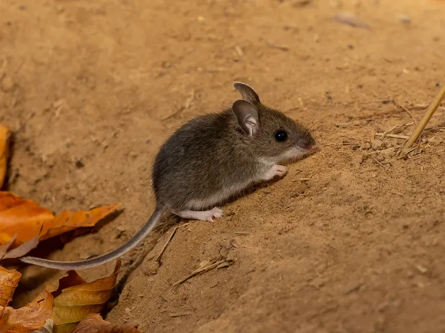 Hantavirus: qué es, cómo se transmite y por qué es clave detectarlo a tiempo