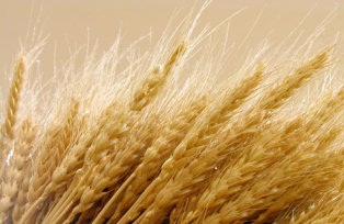 La enfermedad celíaca en sus presentaciones atípicas