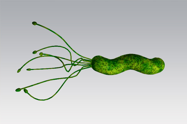 ¿Qué sabemos de Helicobacter?