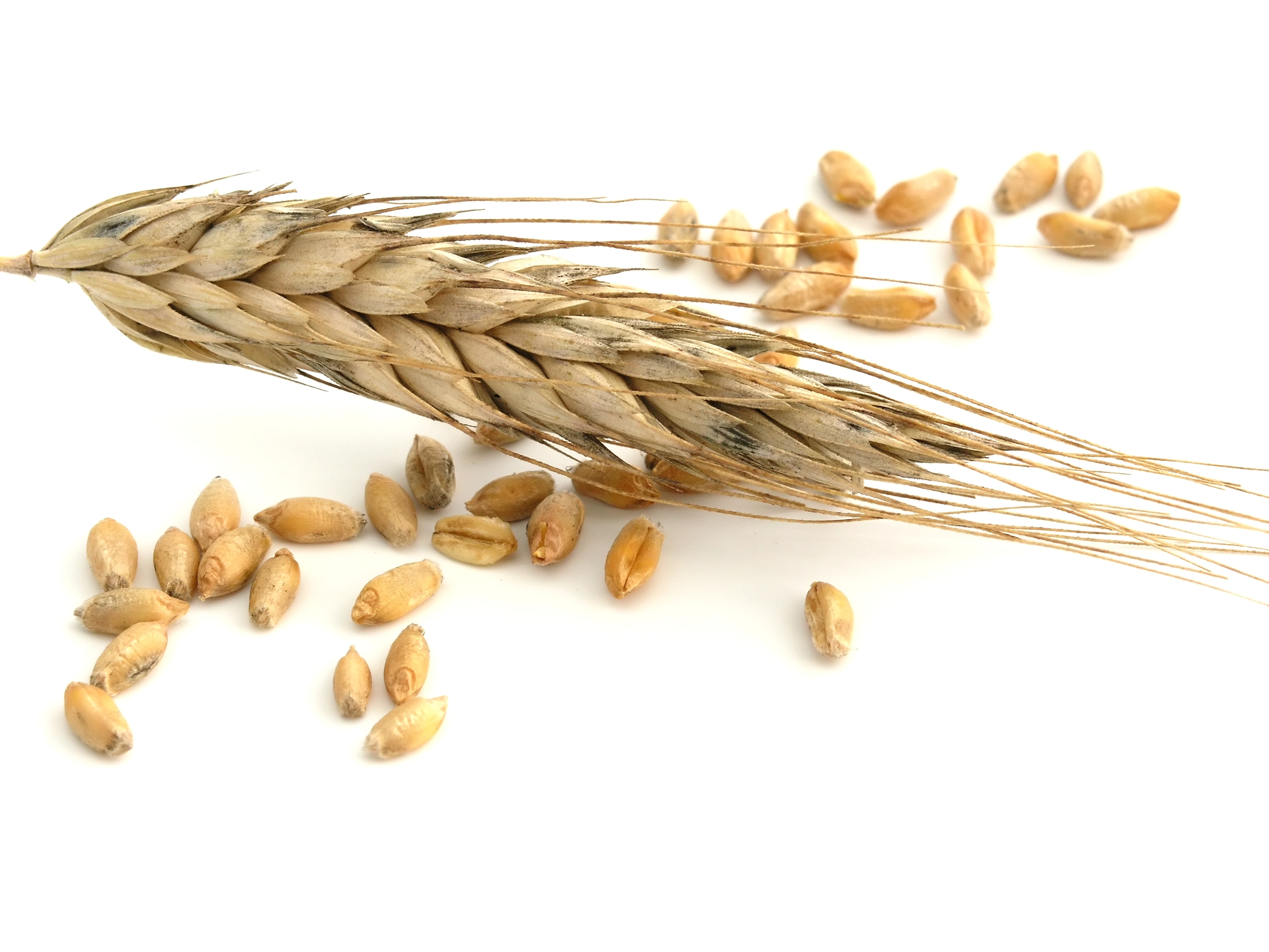 Transtornos de fertilidad y embarazo asociados a enfermedad celíaca