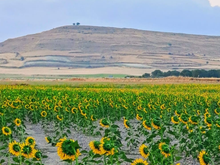 12 de octubre 2024: Día Mundial de los Cuidados Paliativos ¿Cómo vivimos nuestra finitud?