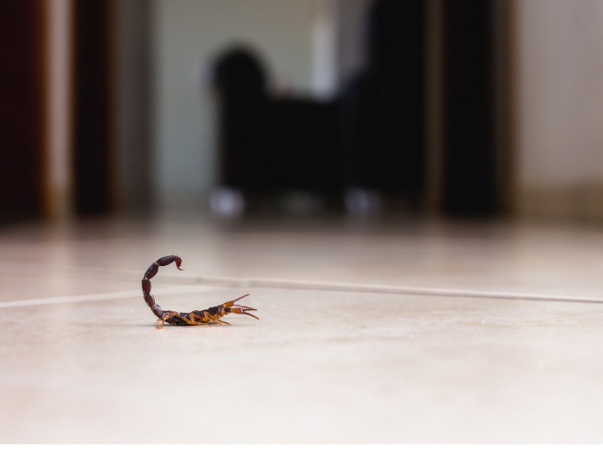 Temporada de alacranes: medidas de prevención contra picaduras