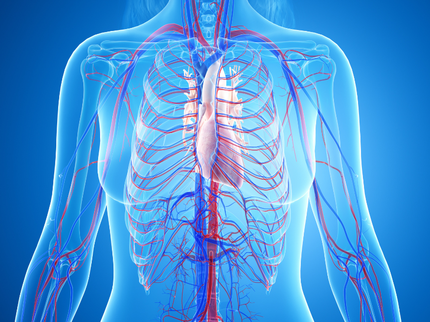 Fellowship en Electrofisiología